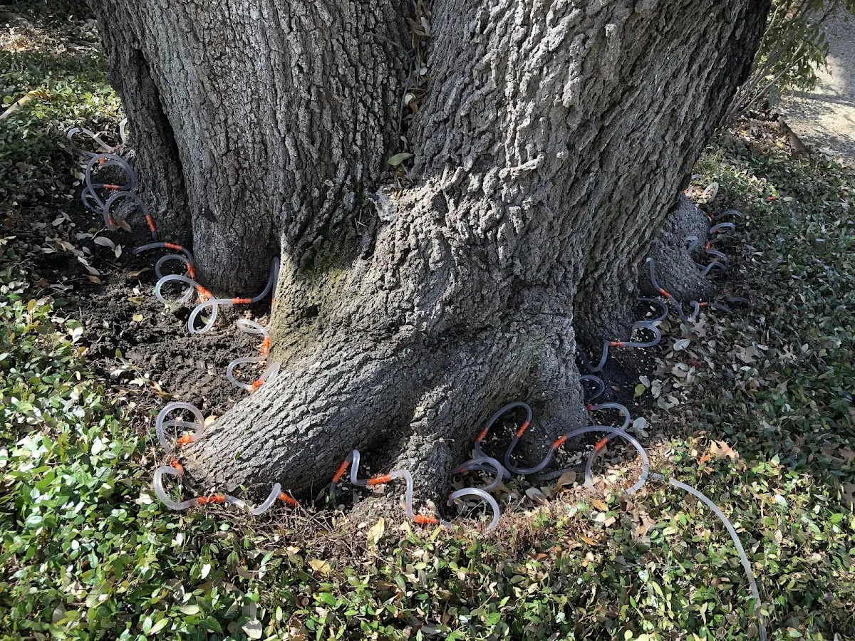 Detailed Tree Cabling and Bracing job site in Bath Springs